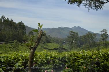 Munnar, Tea Plantations_DSC5848_H600